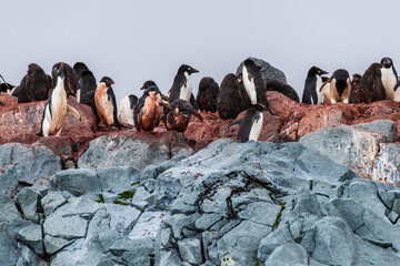 Fototapeta premium Impression of the Adelie Penguin - Pygoscelis adeliae- colony, near the fish islands, on the Antarctic Peninsula