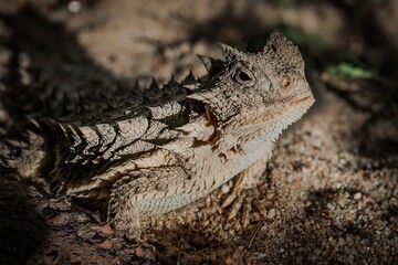 Phrynosoma Asio; the giant horned lizard with its original appearance immediately reminds one of a small dinosaur.