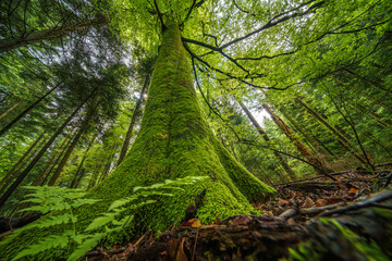 Fototapety na wymiar - Fototapeta24.pl