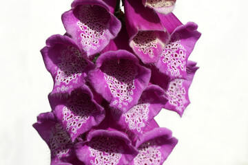 Closeup pink Flowering foxglove (Digitalis), plantain family (Plantaginaceae. White background. Dutch garden. Spring, May.  © Thijs de Graaf