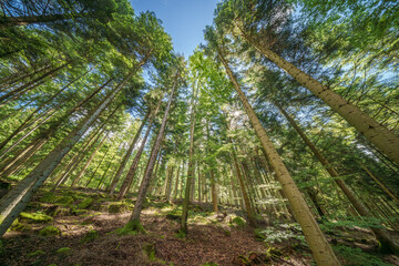 Observing the sunlight filtering through the trees in a lush forest