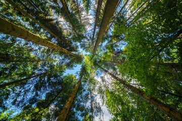 Observing the sunlight filtering through the trees in a lush forest