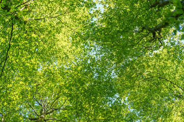 Looking up at tree leaves with sun shining through