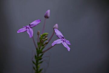 Nahaufnahme lila Blüten