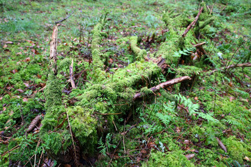 Obraz premium Fallen tree covered with moss