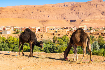 Two camels grazing near Berber ancient town of Tinghir with mountains in background, Morocco, North...