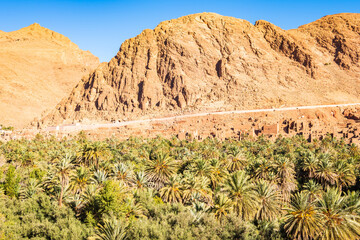 Green oasis with palm trees in Tinghir town with mountains in background, Morocco, North Africa