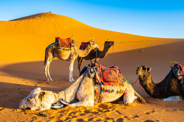 Camels resting on sandy dune at Erg Chebbi Sahara desert at sunset near Merzouga town, Morocco, North Africa - Powered by Adobe