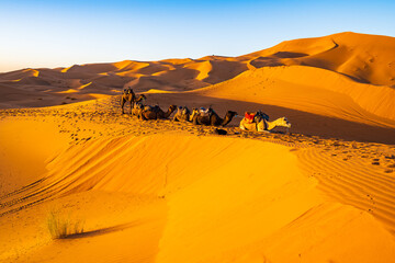 Camels resting on sandy dune at Erg Chebbi Sahara desert at sunset near Merzouga town, Morocco,...
