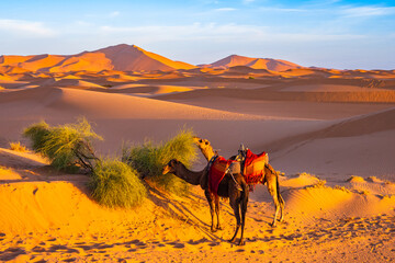 Camels grazing on sand dune at Erg Chebbi Sahara desert at sunrise near Merzouga town, Morocco,...