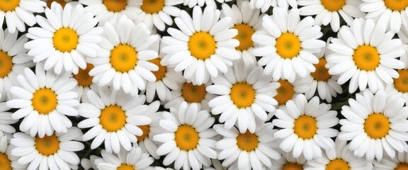 Chamomile flowers collection on white. Set of colorful Chamomile or Daisy flowers background, top view. Floral pattern.