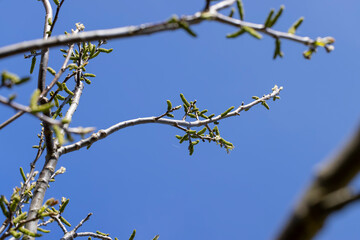 flowering walnut trees in the orchard