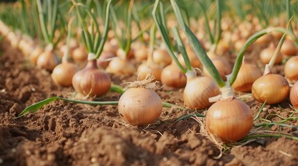 Onions in a field ready to be harvested