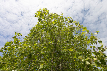 birch tree with green foliage in windy weather