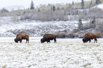 Bison in Yellowstone National Park Snow
