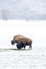 Bison in Yellowstone National Park Snow