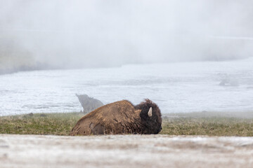 Bison in Yellowstone National Park Snow