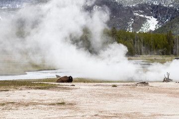 Bison in Yellowstone National Park Snow