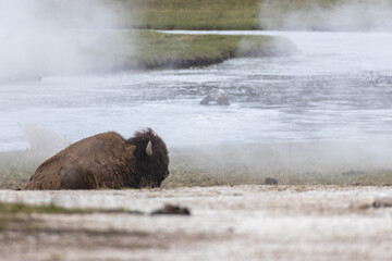Bison in Yellowstone National Park Snow