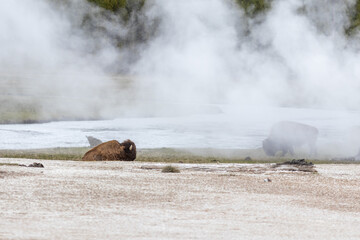 Bison in Yellowstone National Park Snow