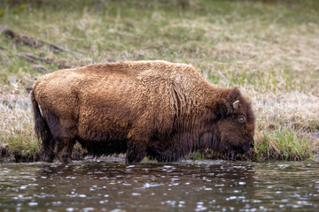 Bison in Yellowstone National Park Snow