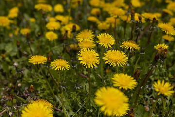 Beautiful wild yellow dandelions in the green grass in spring