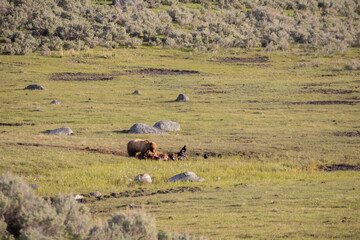 Grizzly Bear eating a Bison