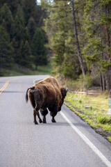 Bison