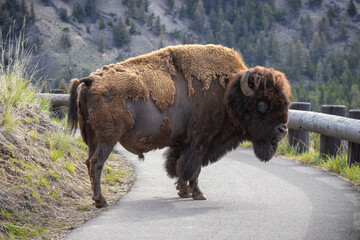 Bison