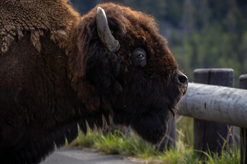 Bison
