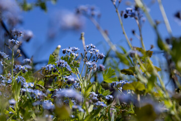 beautiful small blue flowers in close-up