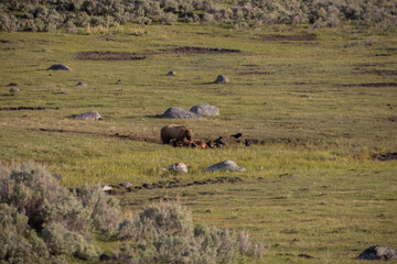 Grizzly Bear eating a Bison