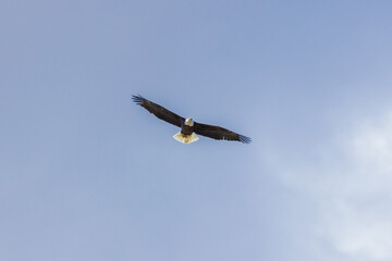 Bald Eagle in Blue Sky