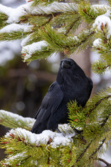 Ravens in the snow