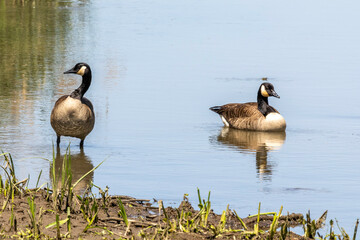Pair of Canada Geese on Pond