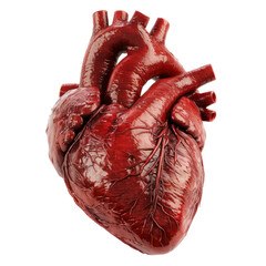 Real human heart isolated on transparent background