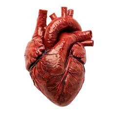 Real human heart isolated on transparent background