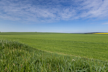 Obraz premium huge field with a harvest of unripe wheat