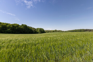 a field with green unripe barley in spring in windy weather