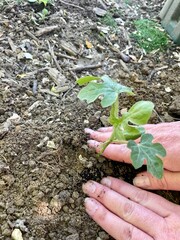 hand holding a treePflanze im Garten setzen