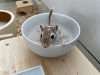 rat on a table