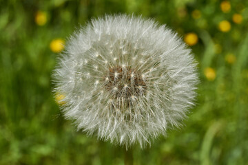 Dandelions bloomed on the lawn in the garden. Ripe dandelion fruits look like an airy white cap. Spring.