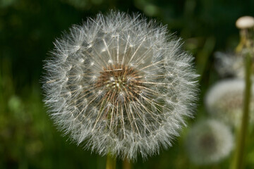 Dandelions bloomed on the lawn in the garden. Ripe dandelion fruits look like an airy white cap. Spring.