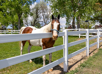 A horse standing behind the fence near the farm building