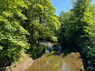 Obraz premium A serene creek winds through foliage beneath a blue sky, while sunlight filters through the treetops, creating a play of light on the water in Helmshore, Rossendale, UK.