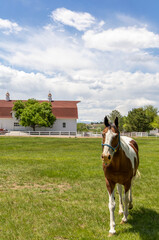 A horse grazing near the farm building