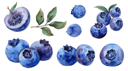 Watercolor set of  blueberry illustration on transparent background