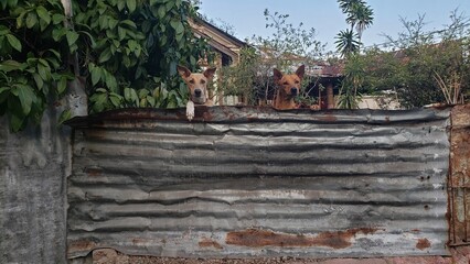 Two dogs, staring at me as I take their pictures. 