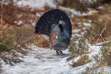 Capercaillie, Tetrao urogallus, male on a woodland path in the winter, close up in Scotland