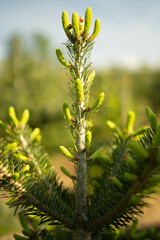 Weihnachtsbaum kurz nach Austrieb